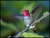 annas_hummingbird_106795