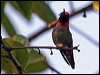 annas_hummingbird_65849