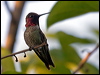 annas_hummingbird_65870