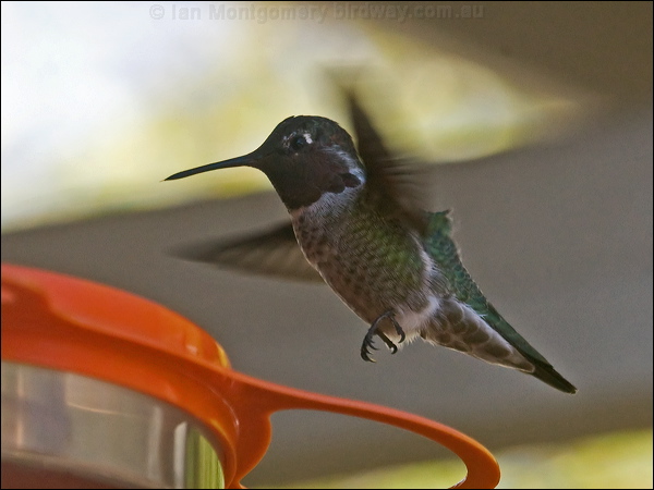 Anna's Hummingbird annas_hummingbird_106690.psd