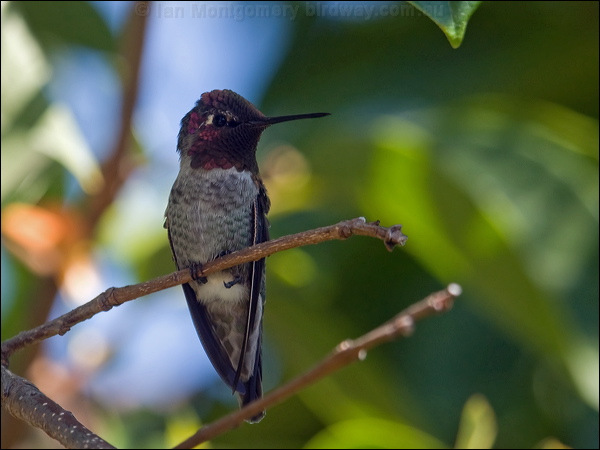 Anna's Hummingbird annas_hummingbird_106724.psd