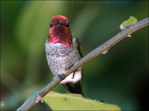 Anna's Hummingbird annas_hummingbird_106791.psd