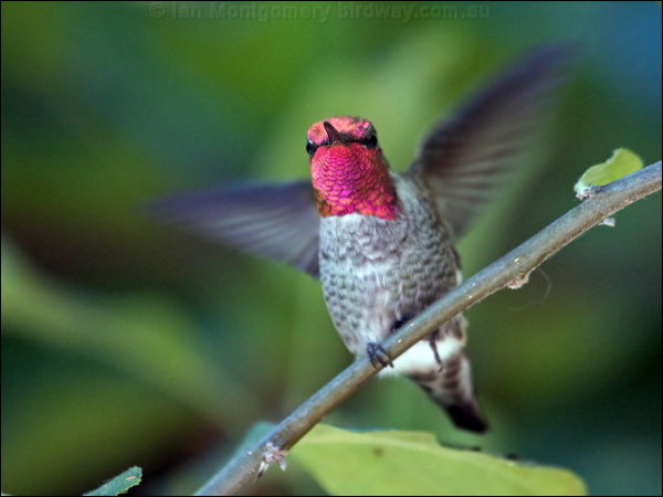 Anna's Hummingbird annas_hummingbird_106795.psd