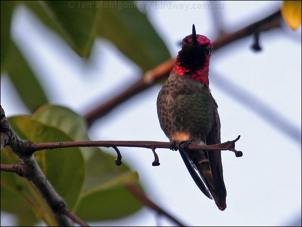 Anna's Hummingbird annas_hummingbird_65849.psd