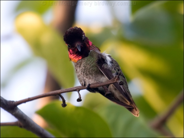 Anna's Hummingbird annas_hummingbird_65865.psd