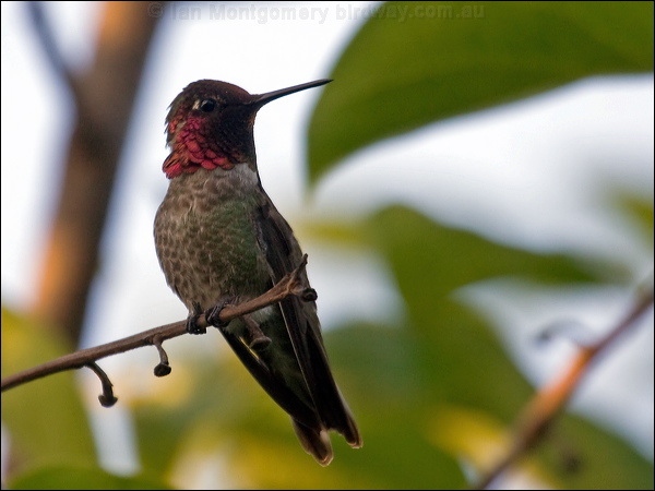 Anna's Hummingbird annas_hummingbird_65870.psd