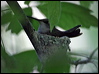 Click here to enter gallery and see photos/pictures/images of Black-chinned Hummingbird