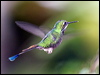 Click here to enter gallery and see photos/pictures/images of Booted Racket-tail