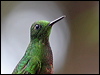 Click here to enter gallery and see photos/pictures/images of Buff-tailed Coronet