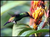 Click here to enter gallery and see photos/pictures/images of Copper-rumped Hummingbird