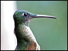 Click here to enter gallery and see photos/pictures/images of Fawn-breasted Brilliant