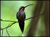Click here to enter gallery and see photos/pictures/images of Green Hermit