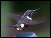 Click here to enter gallery and see photos/pictures/images of Purple-throated Woodstar