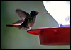 Click here to enter gallery and see photos/pictures/images of Rufous-tailed Hummingbird