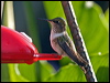 scint_hummingbird_111309