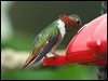 scint_hummingbird_112289