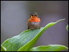 scint_hummingbird_112376
