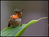 Click here to enter gallery and see photos/pictures/images of Scintillant Hummingbird