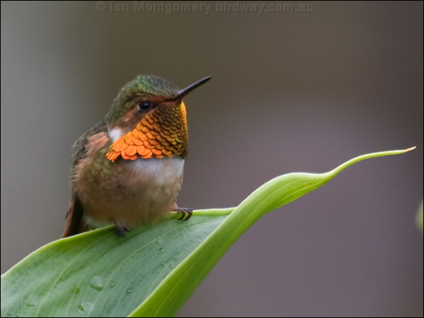 Scintillant Hummingbird scint_hummingbird_112377.psd