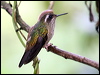 Click here to enter gallery and see photos/pictures/images of Speckled Hummingbird