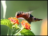 Click here to enter gallery and see photos/pictures/images of Tufted Coquette