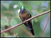 Click here to enter gallery and see photos/pictures/images of Violet-tailed Sylph