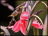 Click here to enter gallery and see photos/pictures/images of Volcano Hummingbird