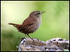 Click here to enter gallery and see photos/pictures/images of Eurasian Wren