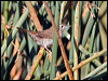 Click here to enter gallery and see photos/pictures/images of House Wren