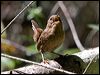 Click here to enter gallery and see photos/pictures/images of Pacific Wren