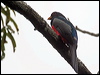Click here to enter gallery and see photos/pictures/images of Black-tailed Trogon