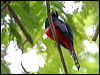 Click here to enter gallery and see photos/pictures/images of Collared Trogon
