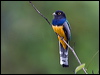 Click here to enter gallery and see photos/pictures/images of Gartered Trogon