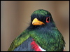Click here to enter gallery and see photos of: Scarlet-rumped, Slaty-tailed, Black-tailed, Ecuadorean, White-tailed, Collared, Masked, Guianan (Violaceous) and Gartered Trogons
