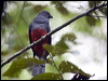Click here to enter gallery and see photos/pictures/images of Slaty-tailed Trogon