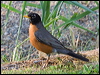 Click here to enter gallery and see photos/pictures/images of American Robin