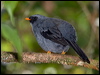Click here to enter gallery and see photos/pictures/images of Black-faced Solitaire