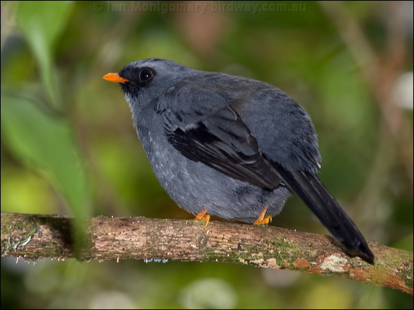 Black-faced Solitaire blackface_solitaire_111777.psd
