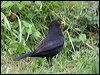 Click here to enter gallery and see photos/pictures/images of Eurasian Blackbird