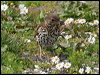 Click here to enter gallery and see photos/pictures/images of Song Thrush