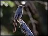 Click here to enter gallery and see photos/pictures/images of Townsend's Solitaire