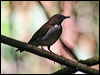 Click here to enter gallery and see photos/pictures/images of White-necked Thrush