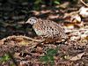 Click here to enter gallery and see photos of: Painted Buttonquail