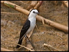 Click here to enter gallery and see photos/pictures/images of Black-backed Water Tyrant