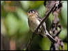 Click here to enter gallery and see photos/pictures/images of Black-capped Flycatcher