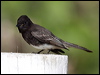 Click here to enter gallery and see photos/pictures/images of Black Phoebe