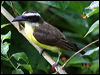Click here to enter gallery and see photos of: Forest and Yellow-bellied Elaenias; Tawny-crowned Pygmy-Tyrant; Ochre-bellied, Yellow-olive, Yellow-breasted, Yellowish, Black-capped, Hammond's, Vermilion, Piratic, Social, Golden-crowned, Boat-billed and Fork-tailed Flycatchers; Yellow-browed Tody-Flycatcher; Black Phoebe; Tropical, Western and Eastern Wood-Peewees; Pied Water-Tyrant; Lesser and Greater Kiskadees; Tropical, Western and Grey Kingbirds