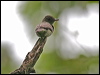 Click here to enter gallery and see photos/pictures/images of Eastern Wood Pewee