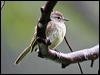 Click here to enter gallery and see photos/pictures/images of Forest Elaenia