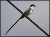Click here to enter gallery and see photos/pictures/images of Fork-tailed Flycatcher